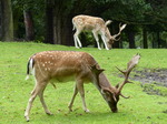 FZ020064 Fallow deer (Dama dama).jpg